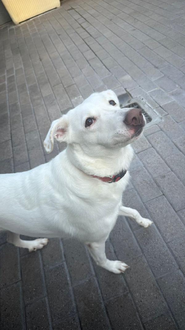 Genna Bellissima Cagnolina